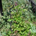 poison oak